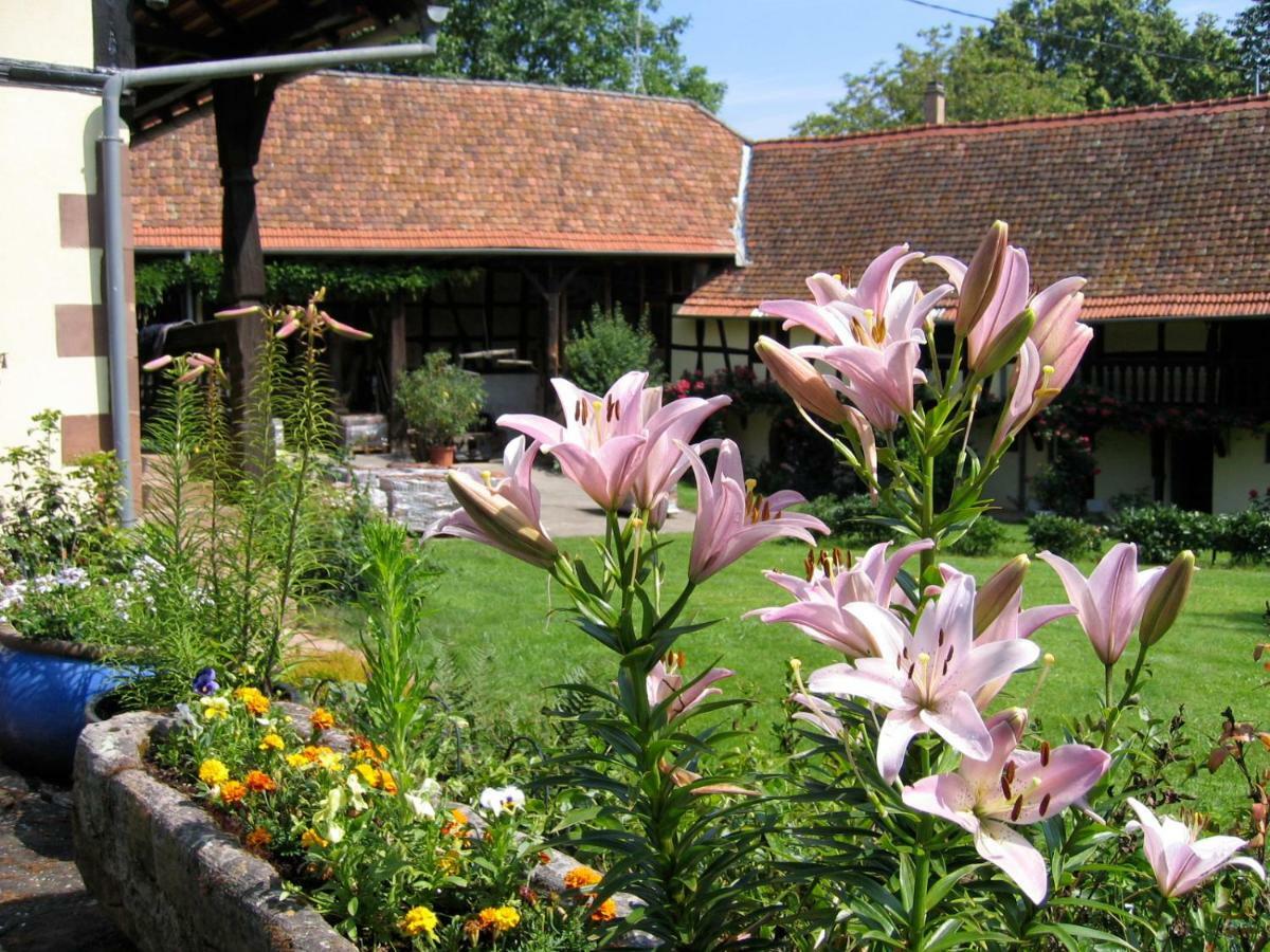 Le Gite Des Ecureuils Schalkendorf Exterior foto